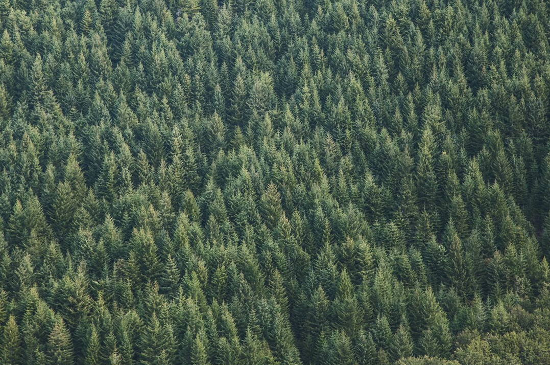 forest conservation concept